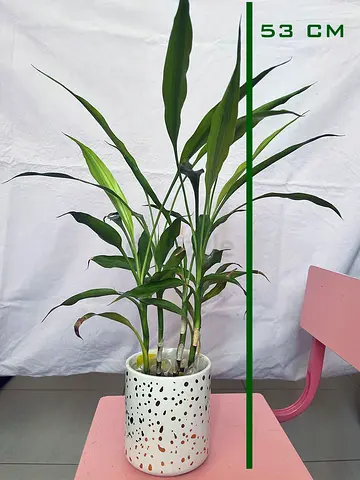 Indoor potted plant (Dracaena) with decorative ceramic pot - 53 cm