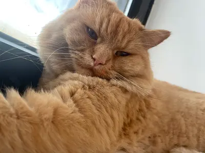 Shirazi Cat | SERIOUS ADOPTERS ONLY