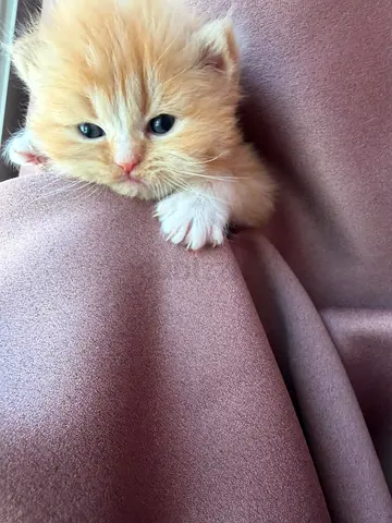 Persian male kitten