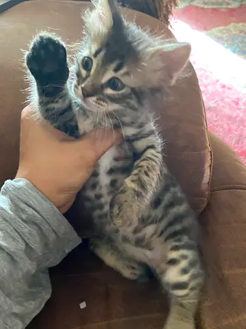4 young tabby kittens looking for a home. 2 males and 2 females . They are 2 months old !