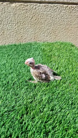 Cocktail  baby , Nepali  pairs