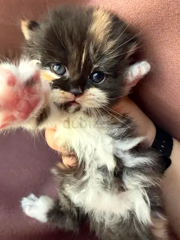 Calico persian kitten