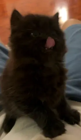 3 baby kittens free adoption
