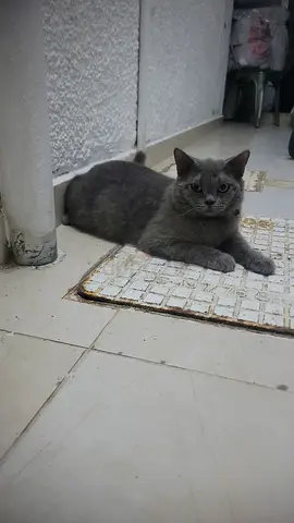 BRISTISH SHORTHAIR FREE FOR ADOPTION