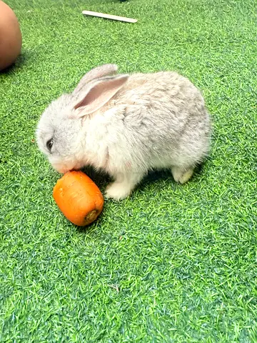 Rabbit for adoption