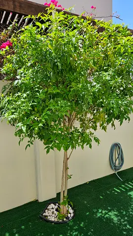 Yellow Bells (tecoma stans) big bush plant over 3Mtr tall