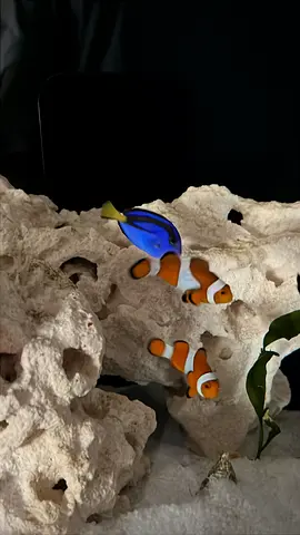 Selling my blue tang