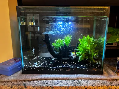 Small freshwater aquarium with plants, filter and decorations