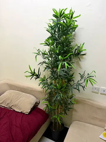 Tall artificial olive tree in black pot - perfect for living room