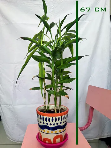 Lucky Bamboo (Dracaena) Indoor Potted Plant - 67 cm (with hand painted Indian Ceramic Pot)