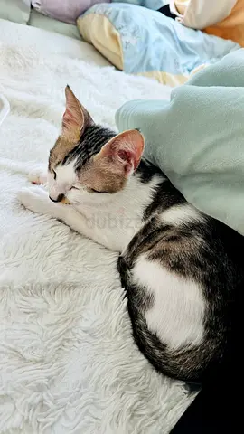 Kitten for Adoption