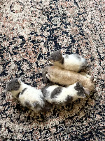 Pet for free