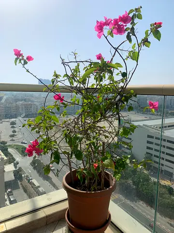 Planted pots 2pcs  empty plant pots (Cosmoplast)