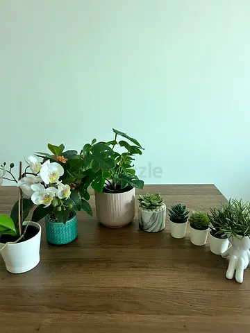 Assorted small indoor plant pots with succulents and orchid (set)
