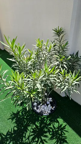 Dark Pink flowering Oleander