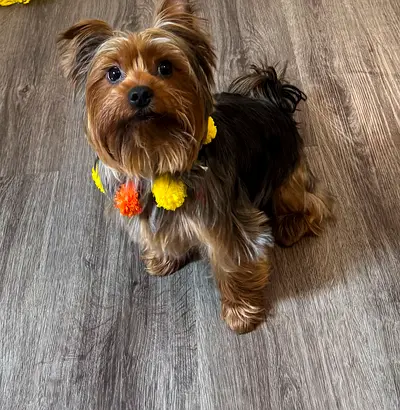 Yorkshire terrier dog for adoption