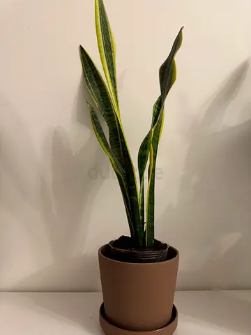 Sansevieria (Snake Plant) in Small Pot - Healthy Indoor Plant