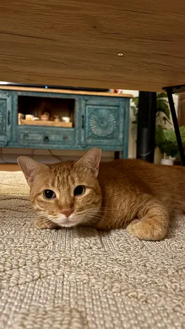 Ginger 🫚 female cat 3 Y/O for adoption