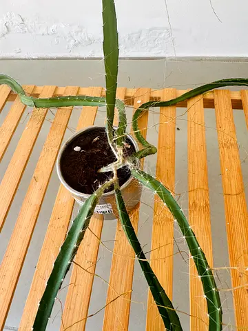 Free Cactus plant in pot