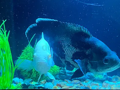 Aquarium Setup with 2 Oscar Fish + 1 Betta Fish for Sale (“Price can be negotiable.”)