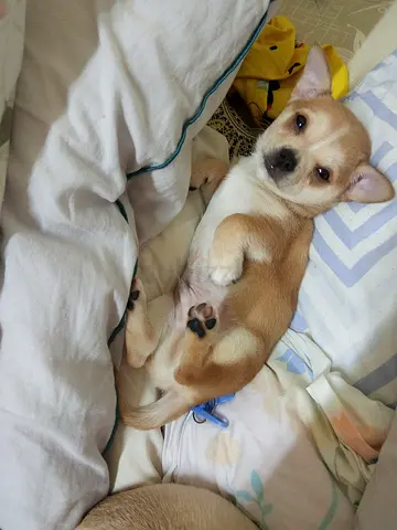 Young tan Chihuahua Apple head pure puppy looking for a home