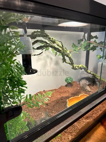 Glass Reptile Terrarium Kit with Lighting and Decorations