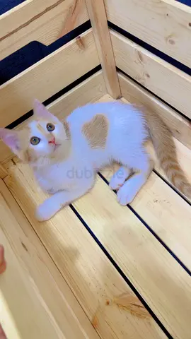 For the adoption