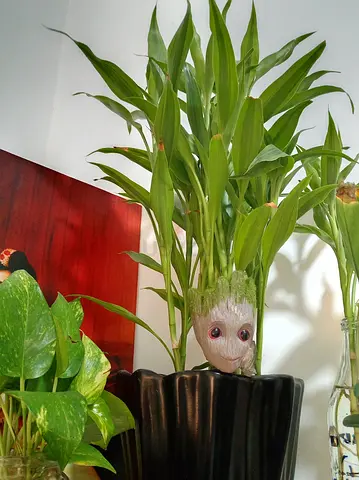 Plants for sale