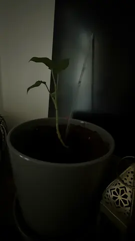 Small potted houseplant with ceramic pot