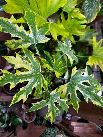 Cnidoscolus aconitifolius variegated  Aed325/-. Pickup near financial center metro. Delivery can be
