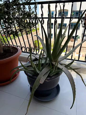 Aloe vera plant