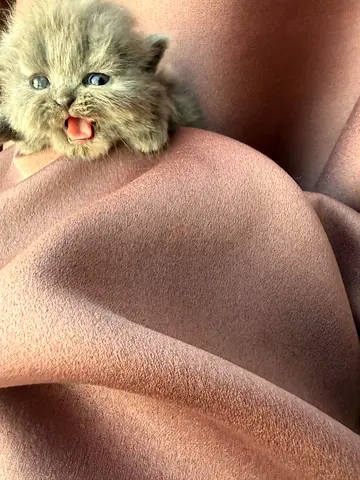 Persian  male kitten