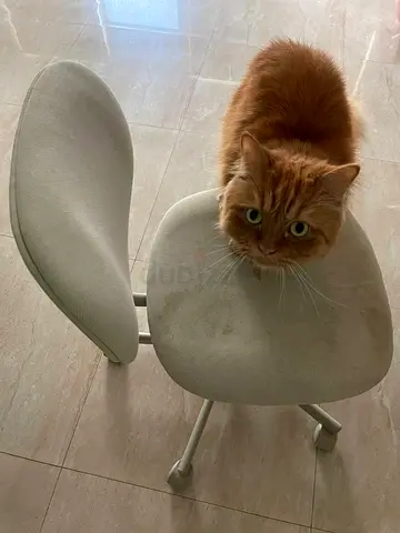 Beige office chair — good condition