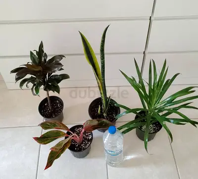 Take all 4 easy to take care  indoor plants 60 dhs only     Collect at Discovery gardens  Street 11