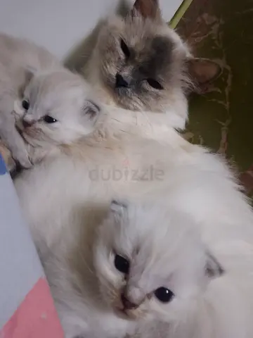 Pure ragdoll cat kittens Clean and 1month old for more interested message me