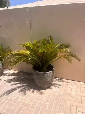 Garden plants with pots