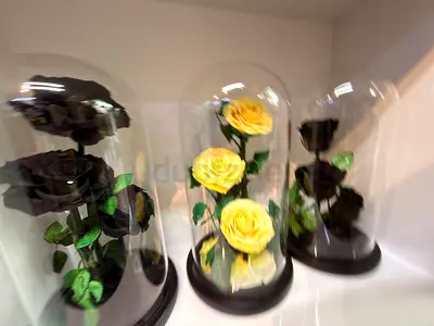 47 Decorative Preserved Roses in Glass Domes (Yellow, Red, blue, pink  Black)