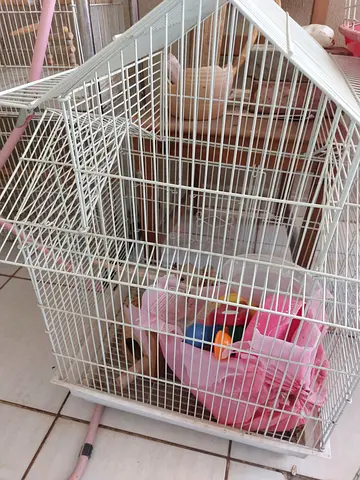Bird cages for sale