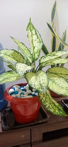 Agloenema plant