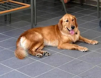 Golden Retriever Looking for a Loving new Home