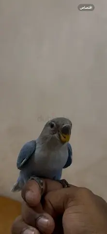 فرخ روز نهايت غر هدد داخلي و خارجي