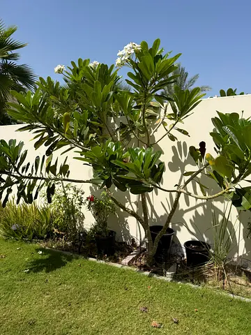 Frangipani