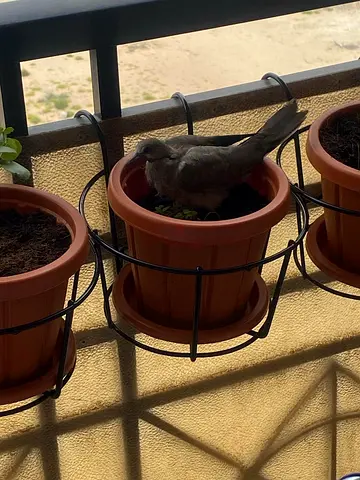 Hanging Balcony Planter Holders with Pots