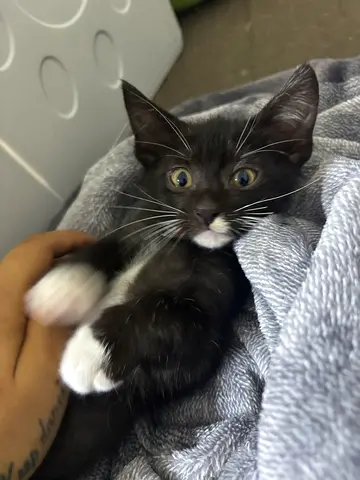 Young kittens and mother  available for adoption