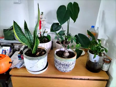 Small indoor and outdoor plants collection with pots - snake plant, monstera and more