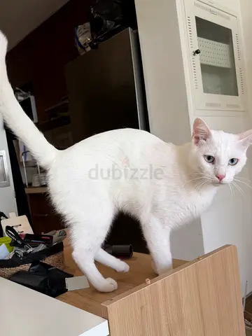 Male cat 9 months old neutered