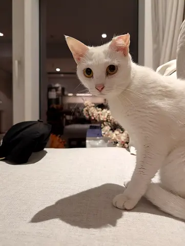 Friendly Mala available for adoption - Abu Dhabi or Dubai