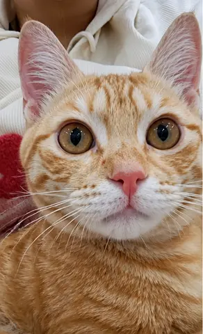 Free Cat For Adoption