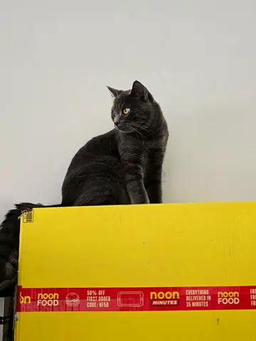 British short-haired mixed  gray cat available for Free adoption