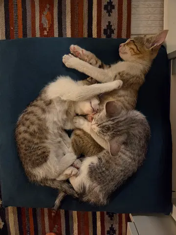 kittens for free adoption